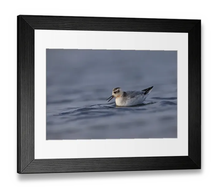 Framed Print : Grey Phalarope (Phalaropus fulicarius) juvenile, first winter plumage, feeding on water, Norfolk, England, November Framed Print : Grey Phalarope (Phalaropus fulicarius) juvenile, first winter plumage, feeding on water, Norfolk, England, November