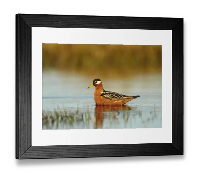 Framed Print : Grey Phalarope (Phalaropus fulicarius) adult female, breeding plumage, swimming on tundra pool, near Barrow, Alaska Framed Print : Grey Phalarope (Phalaropus fulicarius) adult female, breeding plumage, swimming on tundra pool, near Barrow, Alaska