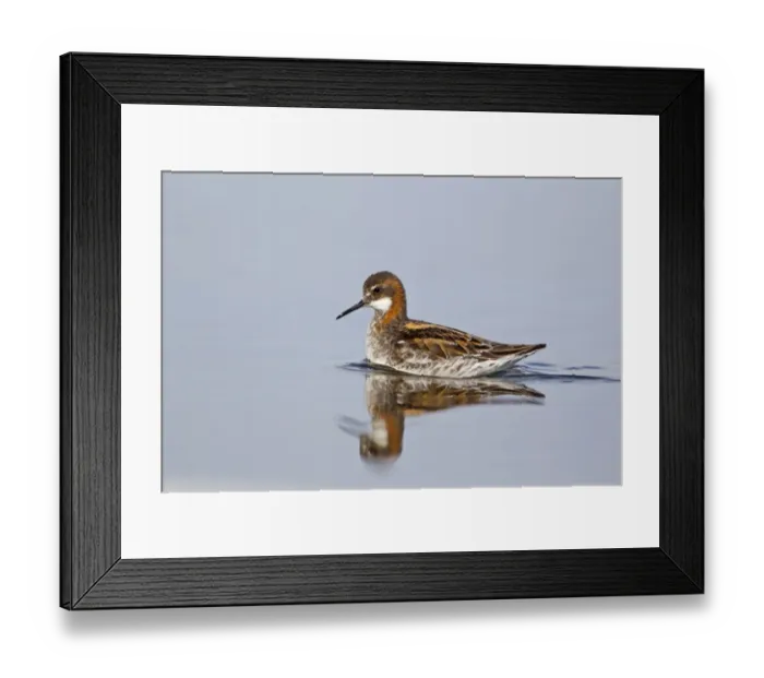 Framed Print : Red-necked Phalarope (Phalaropus lobatus) adult male, breeding plumage, swimming, Lake Myvatn, Iceland, May Framed Print : Red-necked Phalarope (Phalaropus lobatus) adult male, breeding plumage, swimming, Lake Myvatn, Iceland, May