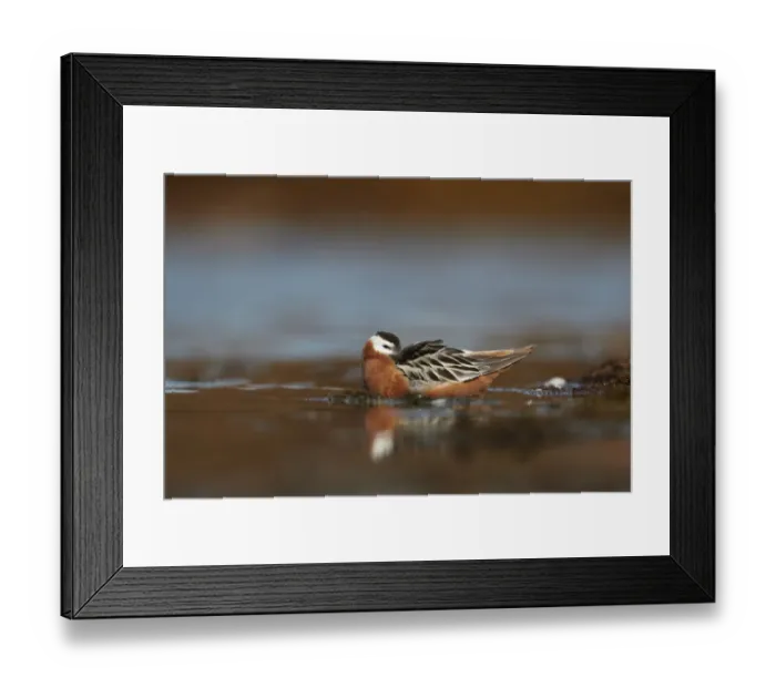 Framed Print : Grey Phalarope Phalaropus fulicarius adult female, breeding plumage, resting beside small tundra pool, Svalbard, June Framed Print : Grey Phalarope Phalaropus fulicarius adult female, breeding plumage, resting beside small tundra pool, Svalbard, June