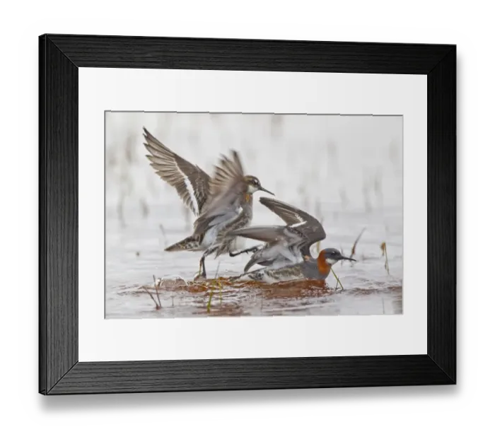 Framed Print : Red-necked Phalarope (Phalaropus lobatus) adult pair, breeding plumage, male attempting to mount female on water Framed Print : Red-necked Phalarope (Phalaropus lobatus) adult pair, breeding plumage, male attempting to mount female on water