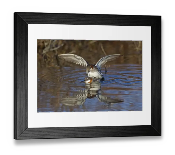 Framed Print : Red-necked Phalarope (Phalaropus lobatus) adult pair, breeding plumage, mating on water, Lake Myvatn, Iceland, June Framed Print : Red-necked Phalarope (Phalaropus lobatus) adult pair, breeding plumage, mating on water, Lake Myvatn, Iceland, June