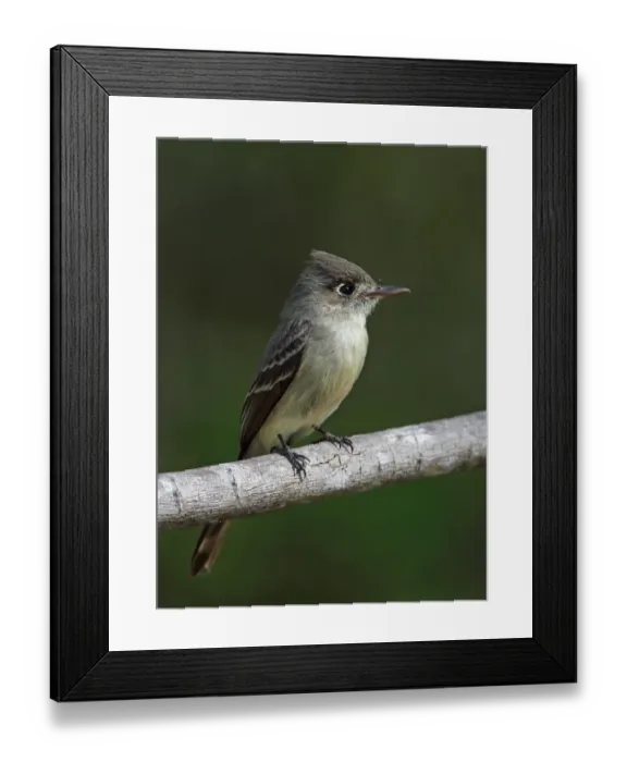 Framed Print : Cuban Peewee (Contopus caribaeus caribaeus) adult, perched on branch, Cayo Coco, Jardines del Rey Framed Print : Cuban Peewee (Contopus caribaeus caribaeus) adult, perched on branch, Cayo Coco, Jardines del Rey
