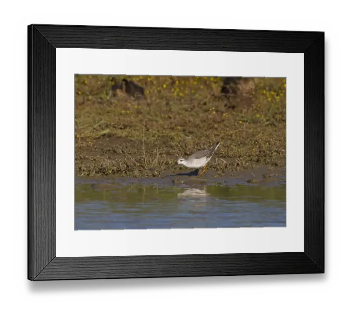 Framed Print : Wilsons Phalarope (Phalaropus tricolor) juvenile, first winter plumage, vagrant foraging at edge of water Framed Print : Wilsons Phalarope (Phalaropus tricolor) juvenile, first winter plumage, vagrant foraging at edge of water