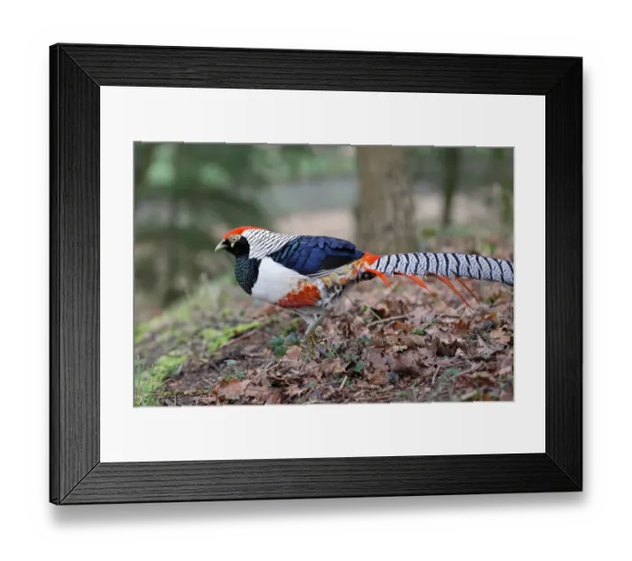 Framed Print : Lady Amhersts Pheasant (Chrysolophus amherstiae) introduced species, adult male, walking amongst fallen leaves