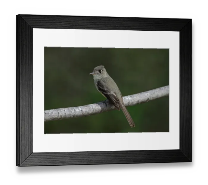 Framed Print : Cuban Peewee (Contopus caribaeus caribaeus) adult, perched on branch, Cayo Coco, Jardines del Rey Framed Print : Cuban Peewee (Contopus caribaeus caribaeus) adult, perched on branch, Cayo Coco, Jardines del Rey