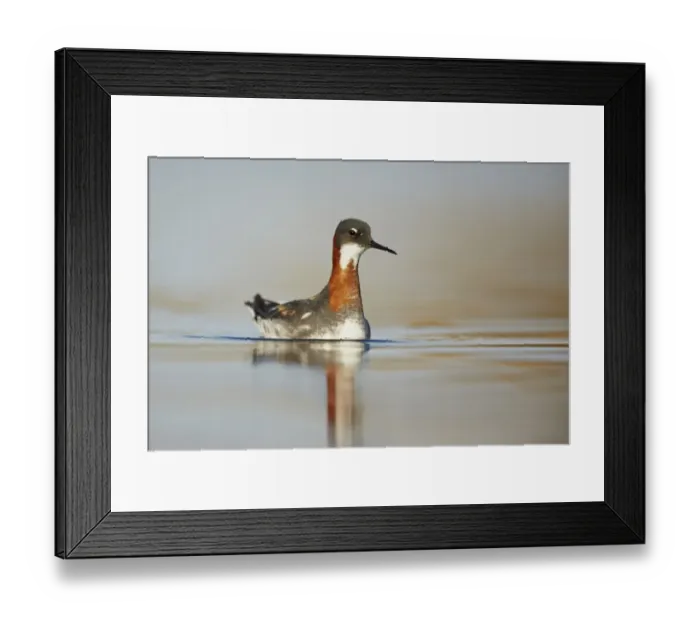 Framed Print : Red-necked Phalarope (Phalaropus lobatus) adult female, breeding plumage, swimming with reflection, Lake Myvatn Framed Print : Red-necked Phalarope (Phalaropus lobatus) adult female, breeding plumage, swimming with reflection, Lake Myvatn