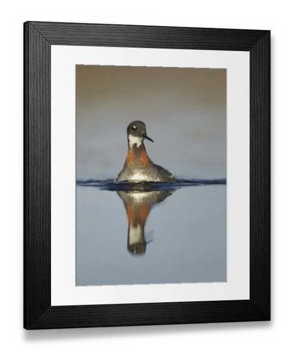Framed Print : Red-necked Phalarope (Phalaropus lobatus) adult female, breeding plumage, swimming with reflection, Lake Myvatn Framed Print : Red-necked Phalarope (Phalaropus lobatus) adult female, breeding plumage, swimming with reflection, Lake Myvatn