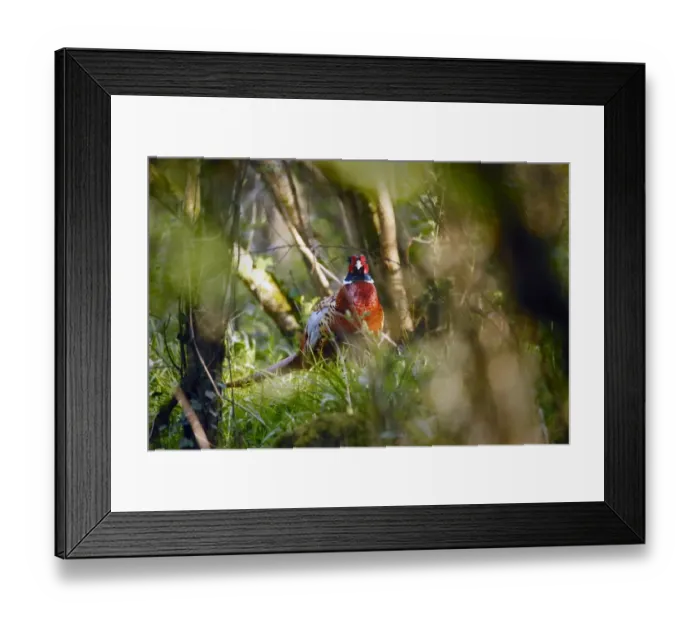 Framed Print : Common Pheasant (Phasianus colchicus) adult male, standing amongst vegetation in woodland, Woods Mill Nature Reserve