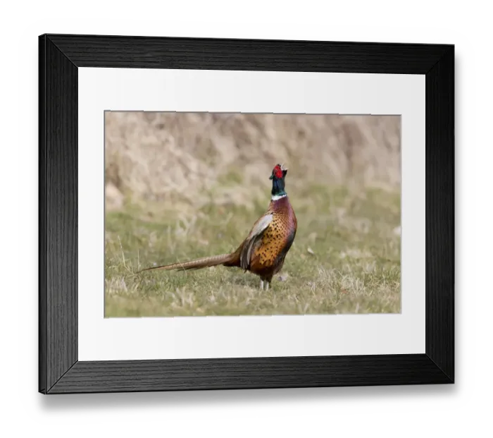 Framed Print : Common Pheasant (Phasianus colchicus) adult male, calling, standing on grass, Suffolk, England, April