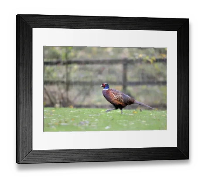 Framed Print : Common Pheasant (Phasianus colchicus) adult male, walking on grass during rainstorm, Stair, Newlands Valley Framed Print : Common Pheasant (Phasianus colchicus) adult male, walking on grass during rainstorm, Stair, Newlands Valley