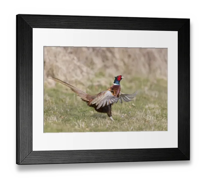 Framed Print : Common Pheasant (Phasianus colchicus) adult male, displaying on grass, Suffolk, England, April Framed Print : Common Pheasant (Phasianus colchicus) adult male, displaying on grass, Suffolk, England, April