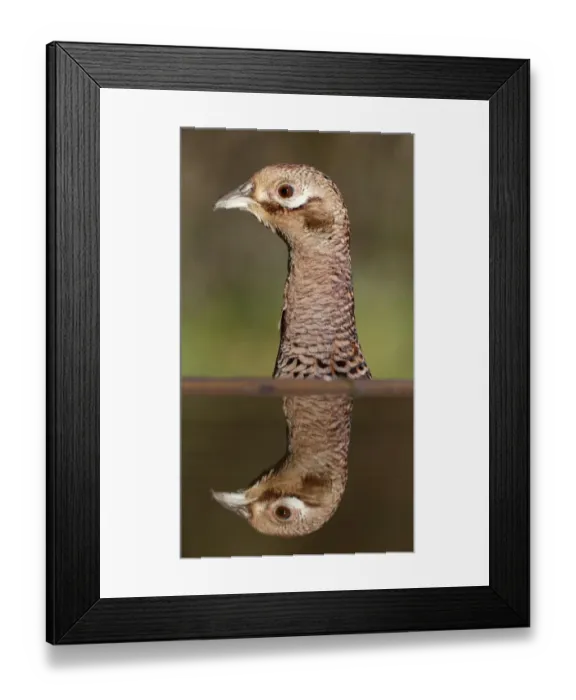 Framed Print : Common Pheasant (Phasianus colchicus) adult female, close-up of head and neck, reflected in water, Warwickshire