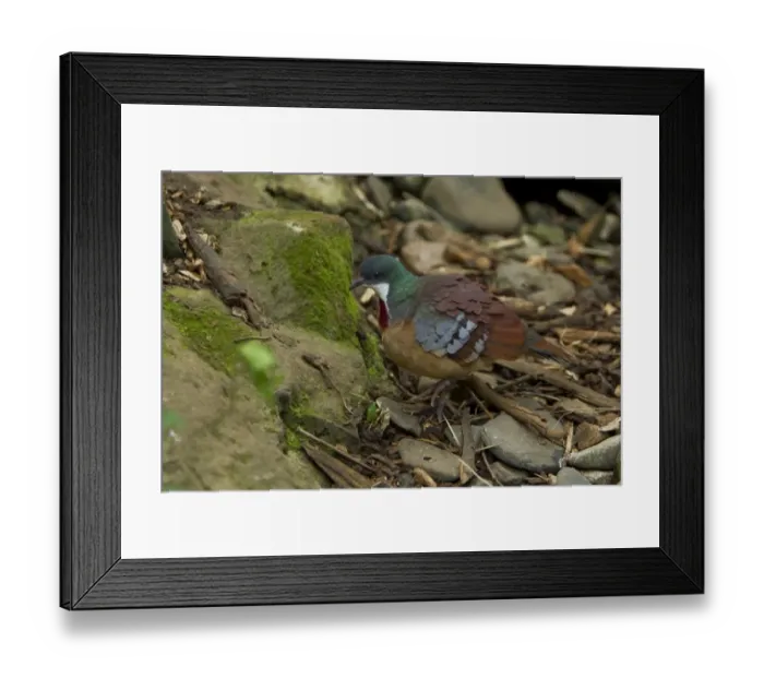 Framed Print : Mindanao Bleeding-heart (Gallicolumba crinigera) adult, walking on ground, Durrell Wildlife Park (Jersey Zoo) Framed Print : Mindanao Bleeding-heart (Gallicolumba crinigera) adult, walking on ground, Durrell Wildlife Park (Jersey Zoo)
