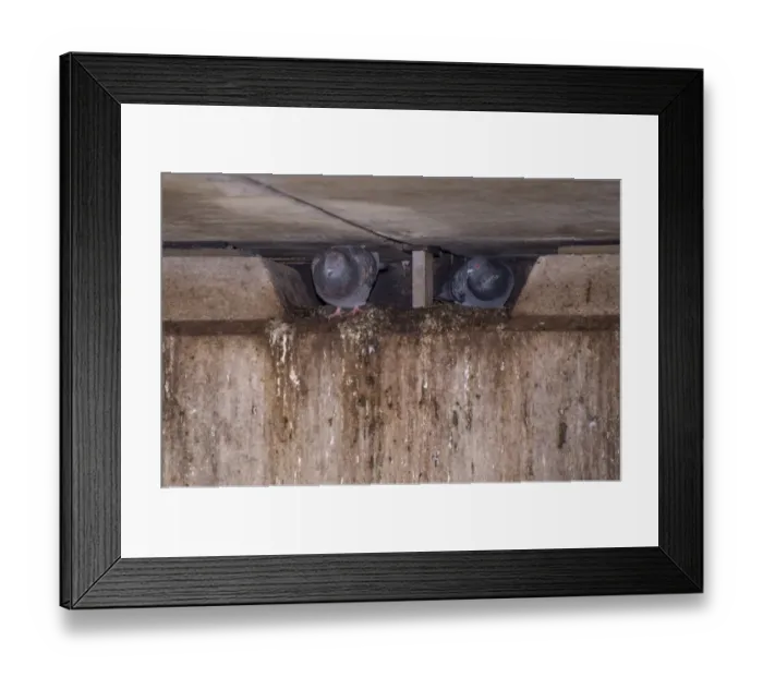 Framed Print : Feral Pigeon (Columba livia) two adults, nesting under bridge, Regents Canal, Islington, Inner London, England, March Framed Print : Feral Pigeon (Columba livia) two adults, nesting under bridge, Regents Canal, Islington, Inner London, England, March