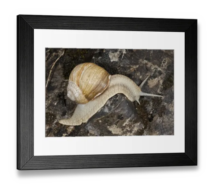 Framed Print : Edible Snail (Helix pomatia) adult, crawling on rocks, Bulgaria, June Framed Print : Edible Snail (Helix pomatia) adult, crawling on rocks, Bulgaria, June