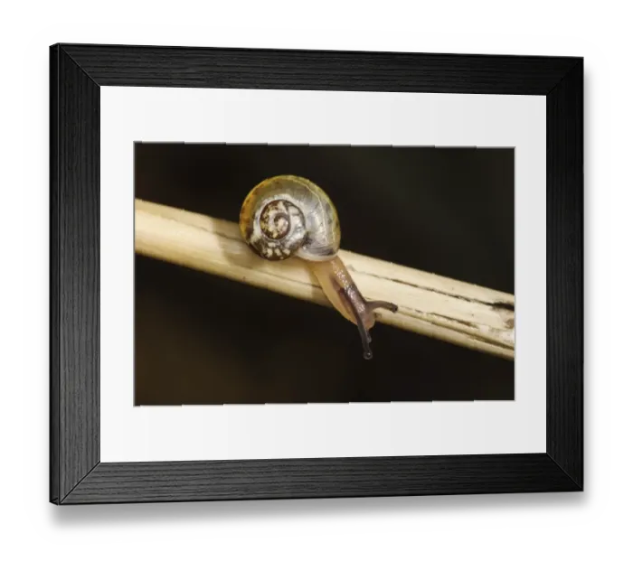 Framed Print : Kentish Snail (Monacha cantiana) baby, crawling along reed stem, Crossness Nature Reserve, Bexley, Kent, England Framed Print : Kentish Snail (Monacha cantiana) baby, crawling along reed stem, Crossness Nature Reserve, Bexley, Kent, England