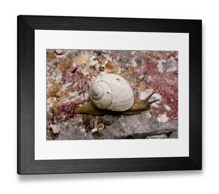 Framed Print : Edible Snail (Helix pomatia) adult, feeding on lichens, on limestone, Vikos Gorge, Northwest Greece, April