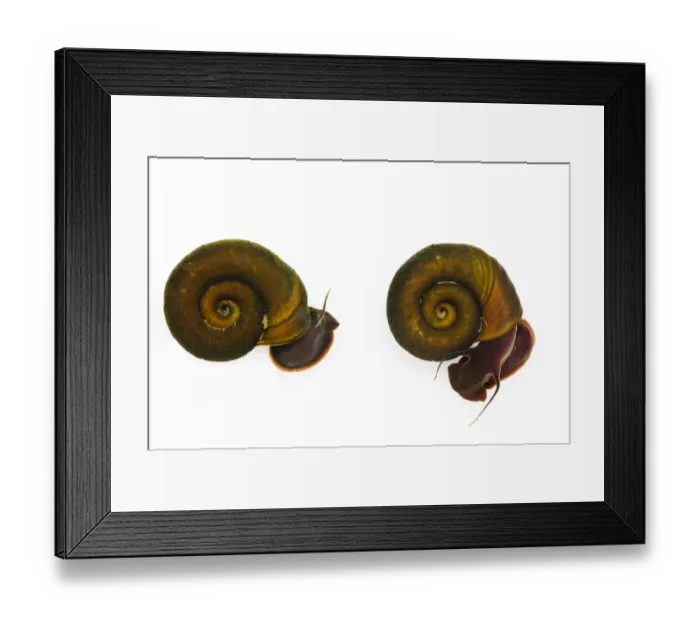 Framed Print : Ram s-horn Snail (Planorbis planorbis) two adults, Wat Tyler Country Park, Essex, England Framed Print : Ram s-horn Snail (Planorbis planorbis) two adults, Wat Tyler Country Park, Essex, England