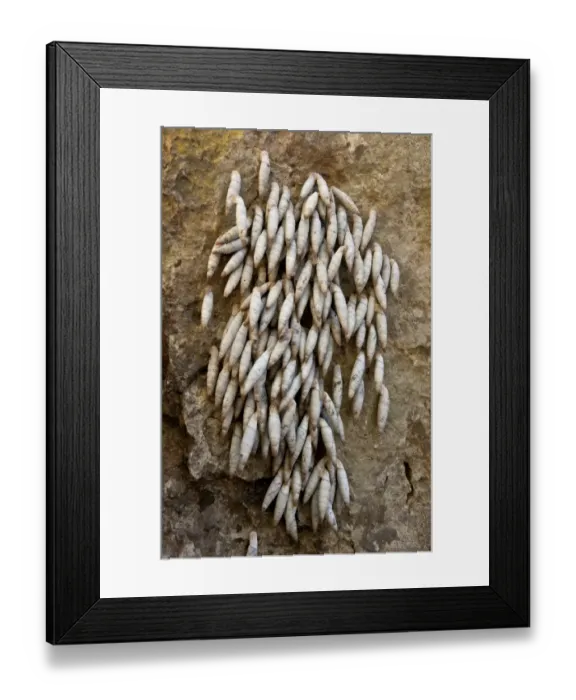 Framed Print : Cretan Door Snail (Albinaria inflata) group, aestivating on rock, Imbros Gorge, West Crete, Greece, April Framed Print : Cretan Door Snail (Albinaria inflata) group, aestivating on rock, Imbros Gorge, West Crete, Greece, April