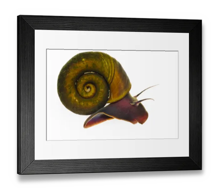 Framed Print : Ram s-horn Snail (Planorbis planorbis) adult, Wat Tyler Country Park, Essex, England Framed Print : Ram s-horn Snail (Planorbis planorbis) adult, Wat Tyler Country Park, Essex, England