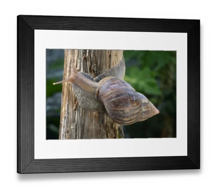 Framed Print : African Land Snail (Achatina fulica) introduced species, adult, crawling on stem, Trivandrum Framed Print : African Land Snail (Achatina fulica) introduced species, adult, crawling on stem, Trivandrum