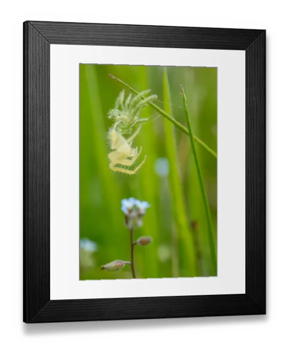 Framed Print : Green Crab Spider (Heriaeus hirtus) young, after moulting exoskeleton, Cartosio, Alessandria Province, Piedmont, Italy Framed Print : Green Crab Spider (Heriaeus hirtus) young, after moulting exoskeleton, Cartosio, Alessandria Province, Piedmont, Italy