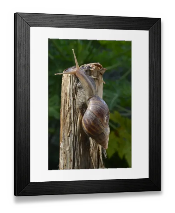 Framed Print : African Land Snail (Achatina fulica) introduced species, adult, crawling on stem, Trivandrum