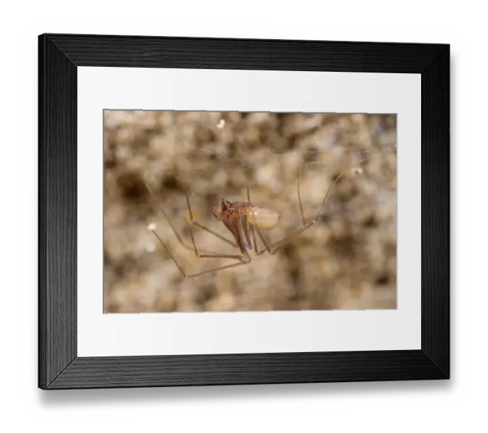 Framed Print : Cave Spider (Leptoneta crypticola) adult male, on web in cave, Grotta dell Orso, Ormea, Cuneo Province, Piedmont Framed Print : Cave Spider (Leptoneta crypticola) adult male, on web in cave, Grotta dell Orso, Ormea, Cuneo Province, Piedmont