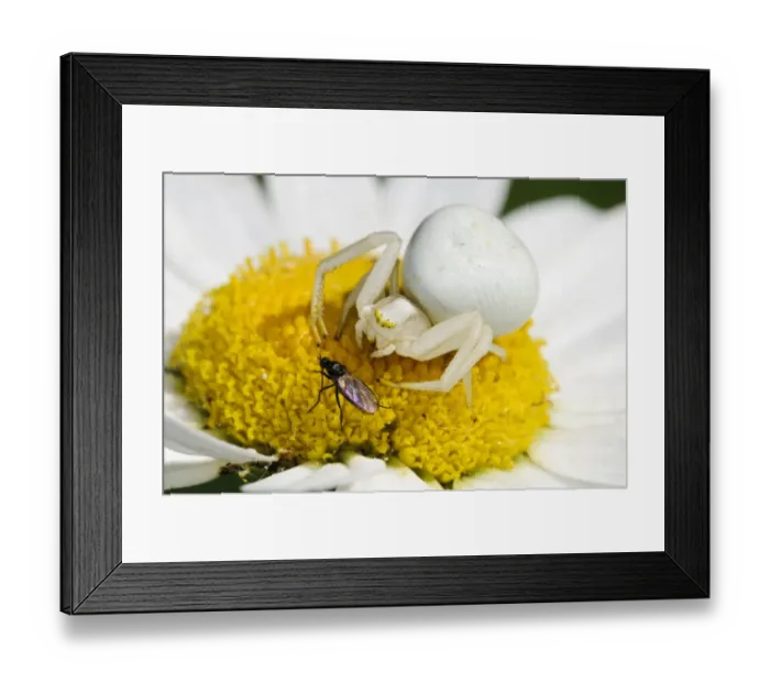 Framed Print : Goldenrod Crab Spider (Misumena vatia) adult female, about to pounce on unsuspecting fly prey Framed Print : Goldenrod Crab Spider (Misumena vatia) adult female, about to pounce on unsuspecting fly prey