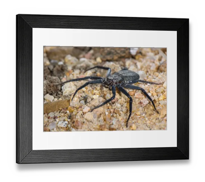 Framed Print : Wall Crab Spider (Selenopidae sp. ) adult, Balule Nature Reserve, Limpopo Province, South Africa, August Framed Print : Wall Crab Spider (Selenopidae sp. ) adult, Balule Nature Reserve, Limpopo Province, South Africa, August