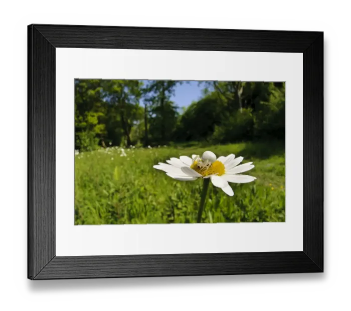 Framed Print : Goldenrod Crab Spider (Misumena vatia) adult female, with fly prey, on Ox-eye Daisy (Leucanthemum vulgare)