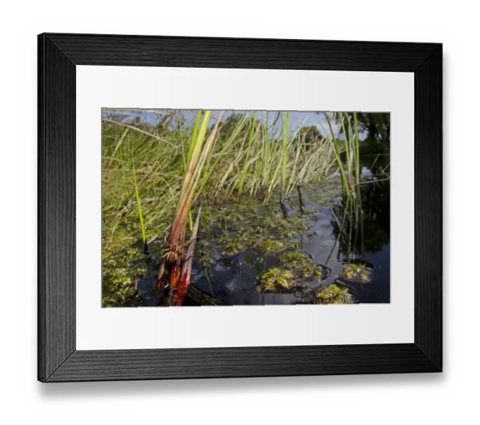 Framed Print : Raft Spider (Dolomedes fimbriatus) adult, resting on plant stem in pool habitat, Arne, Dorset, England, August Framed Print : Raft Spider (Dolomedes fimbriatus) adult, resting on plant stem in pool habitat, Arne, Dorset, England, August