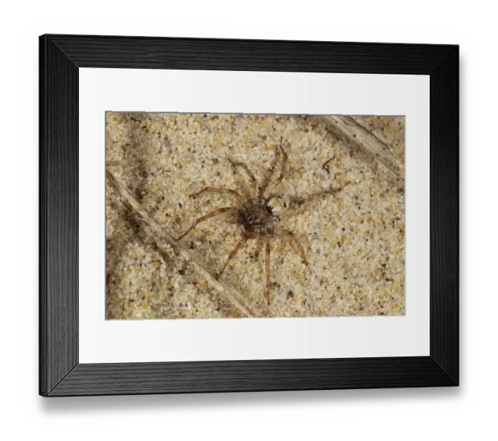 Framed Print : Sand Wolfspider (Arctosa perita) adult, on coastal sand dune, Hengistbury Head, Dorset, England, May Framed Print : Sand Wolfspider (Arctosa perita) adult, on coastal sand dune, Hengistbury Head, Dorset, England, May