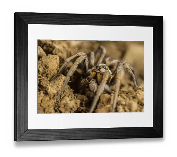 Framed Print : Wolfspider (Hogna radiata) adult female, feeding on grasshopper prey, Follonica, Grosseto Province, Tuscany, Italy Framed Print : Wolfspider (Hogna radiata) adult female, feeding on grasshopper prey, Follonica, Grosseto Province, Tuscany, Italy