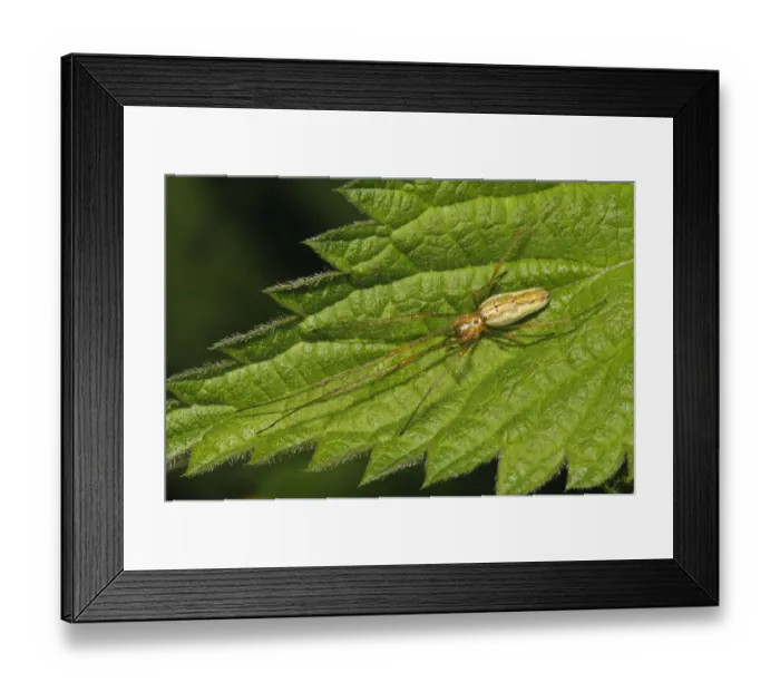 Framed Print : Common Stretch Spider (Tetragnatha extensa) adult, resting on Stinging Nettle (Urtica dioica) leaf Framed Print : Common Stretch Spider (Tetragnatha extensa) adult, resting on Stinging Nettle (Urtica dioica) leaf