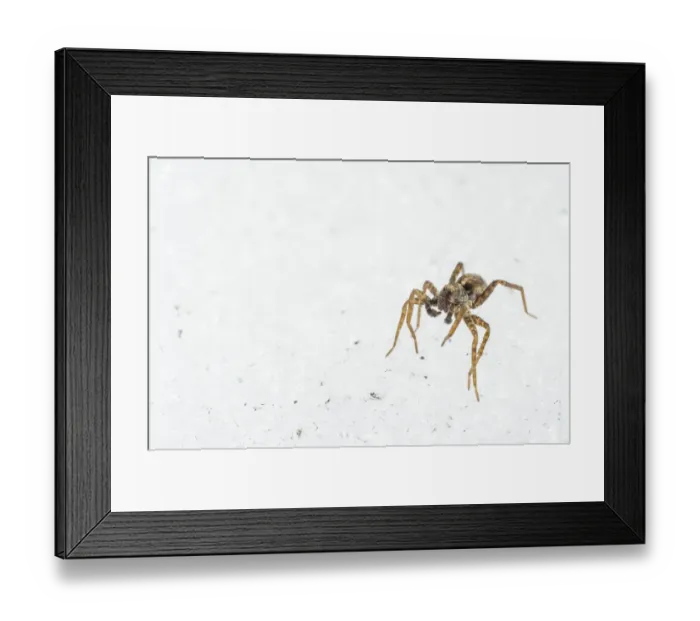 Framed Print : Wolfspider (Pardosa sp. ) subadult male, walking on snow in late winter, Italy, March Framed Print : Wolfspider (Pardosa sp. ) subadult male, walking on snow in late winter, Italy, March