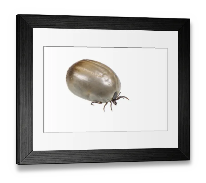 Framed Print : Sheep Tick (Ixodes ricinus) adult, full of ingested blood