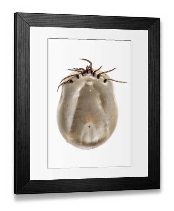 Framed Print : Sheep Tick (Ixodes ricinus) adult, full of ingested blood Framed Print : Sheep Tick (Ixodes ricinus) adult, full of ingested blood