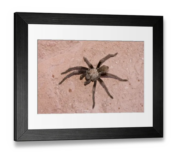 Framed Print : Western Desert Tarantula (Aphonopelma chalcodes) adult, with leg missing, crossing path, Zion N. P. Utah, U. S. A. October Framed Print : Western Desert Tarantula (Aphonopelma chalcodes) adult, with leg missing, crossing path, Zion N. P. Utah, U. S. A. October