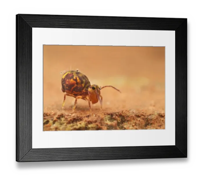 Framed Print : Globular Springtail (Dicyrtomina ornata) adult, resting on house brick, Leicestershire, England, January Framed Print : Globular Springtail (Dicyrtomina ornata) adult, resting on house brick, Leicestershire, England, January