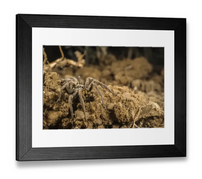 Framed Print : Wolfspider (Hogna radiata) adult female, on soil, Follonica, Grosseto Province, Tuscany, Italy, August Framed Print : Wolfspider (Hogna radiata) adult female, on soil, Follonica, Grosseto Province, Tuscany, Italy, August