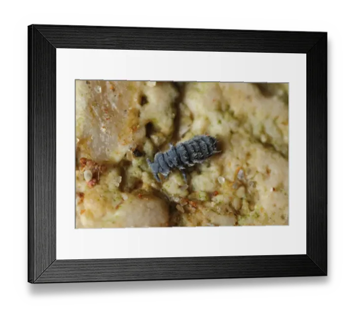 Framed Print : Rockpool Springtail (Anurida maritima) adult, under boulder on shore, Portland Harbour, Dorset, England, October Framed Print : Rockpool Springtail (Anurida maritima) adult, under boulder on shore, Portland Harbour, Dorset, England, October