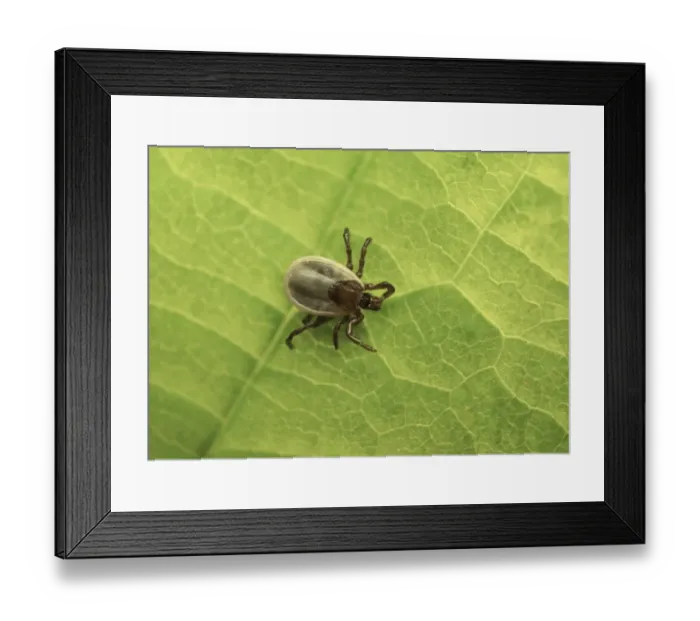 Framed Print : Sheep Tick (Ixodes ricinus) nymph, resting on leaf, Sussex, England, June Framed Print : Sheep Tick (Ixodes ricinus) nymph, resting on leaf, Sussex, England, June