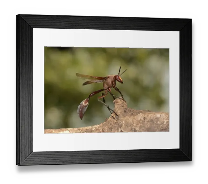 Framed Print : African Paper Wasp (Belonogaster sp. ) adult, resting on branch, Kafue N. P. Zambia, September Framed Print : African Paper Wasp (Belonogaster sp. ) adult, resting on branch, Kafue N. P. Zambia, September