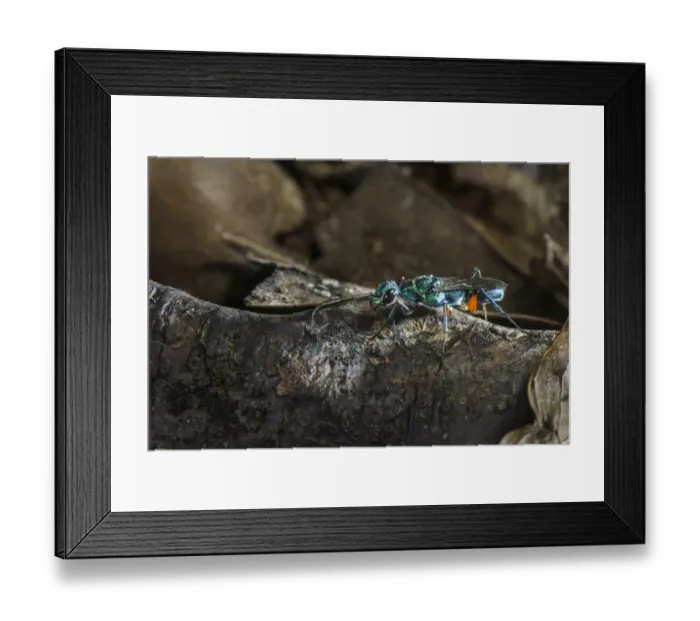 Framed Print : Emerald Cockroach Wasp (Ampulex compressa) adult male, South Asia, Africa and Pacific Islands (controlled conditions) Framed Print : Emerald Cockroach Wasp (Ampulex compressa) adult male, South Asia, Africa and Pacific Islands (controlled conditions)