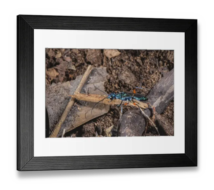 Framed Print : Emerald Cockroach Wasp (Ampulex compressa) adult female, carrying material to burrow with buried American Cockroach Framed Print : Emerald Cockroach Wasp (Ampulex compressa) adult female, carrying material to burrow with buried American Cockroach