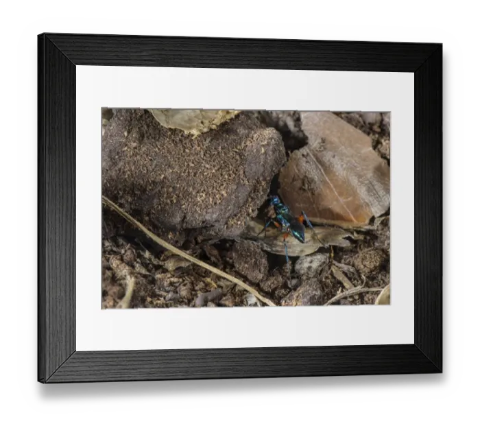 Framed Print : Emerald Cockroach Wasp (Ampulex compressa) adult female, carrying material to burrow with buried American Cockroach
