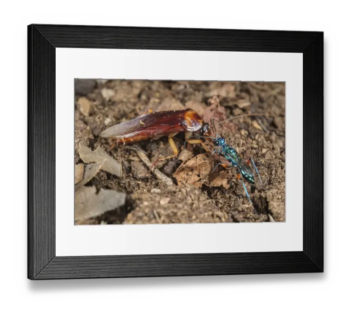 Framed Print : Emerald Cockroach Wasp (Ampulex compressa) adult female, leading American Cockroach (Periplaneta americana) Framed Print : Emerald Cockroach Wasp (Ampulex compressa) adult female, leading American Cockroach (Periplaneta americana)