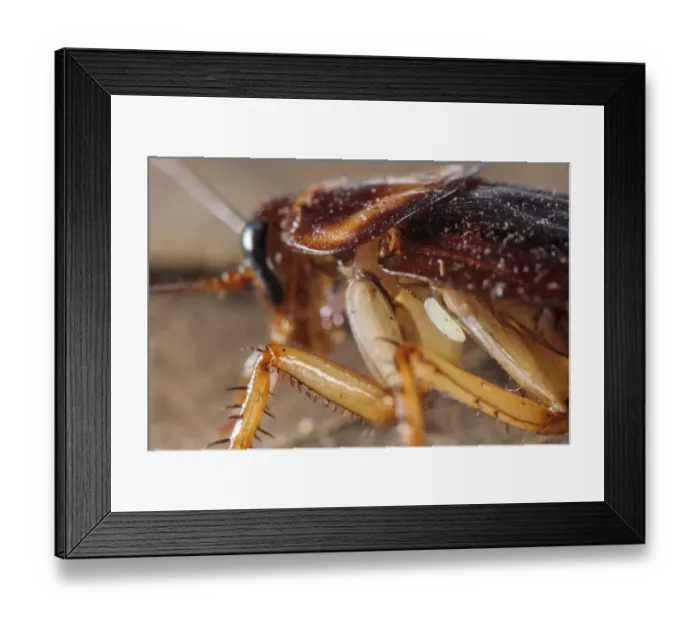 Framed Print : Emerald Cockroach Wasp (Ampulex compressa) egg, just deposited on American Cockroach (Periplaneta americana) host Framed Print : Emerald Cockroach Wasp (Ampulex compressa) egg, just deposited on American Cockroach (Periplaneta americana) host